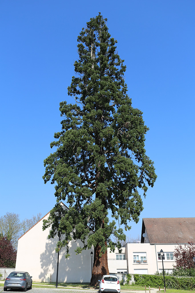 Séquoia géant à Ecouen