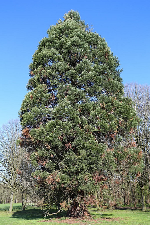 Séquoia géant à La Courneuve