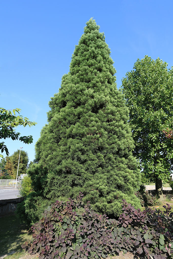 Séquoia géant au Blanc Mesnil