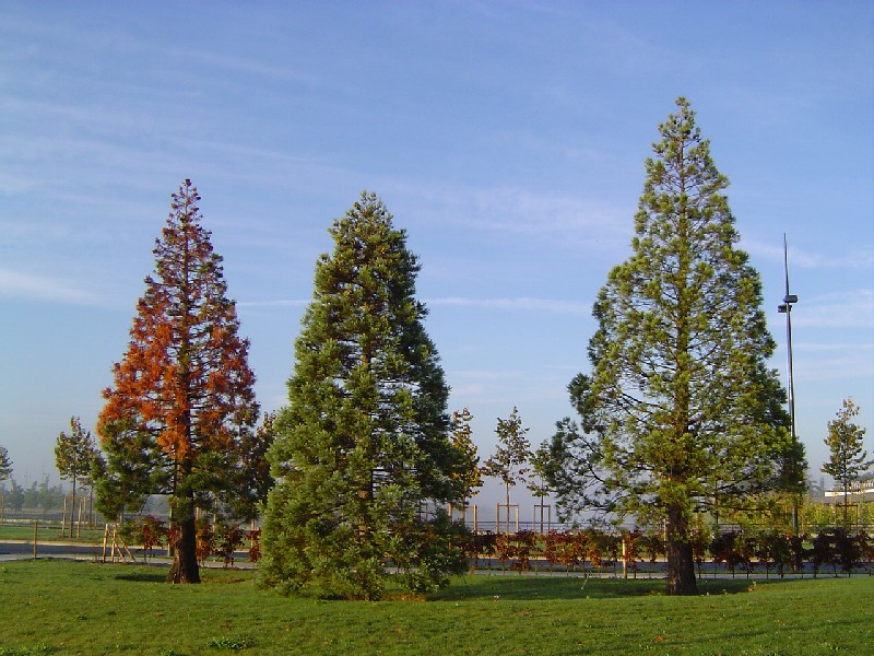 Séquoias géants à Lieusaint