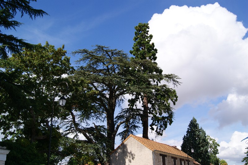 Séquoia géant à Montfort l'Amaury avenue du Général De Gaulle