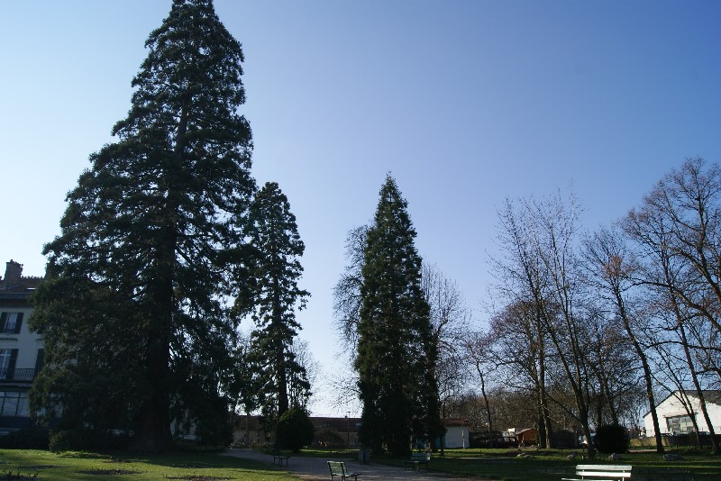 Séquoias géants au parc de Montreau
