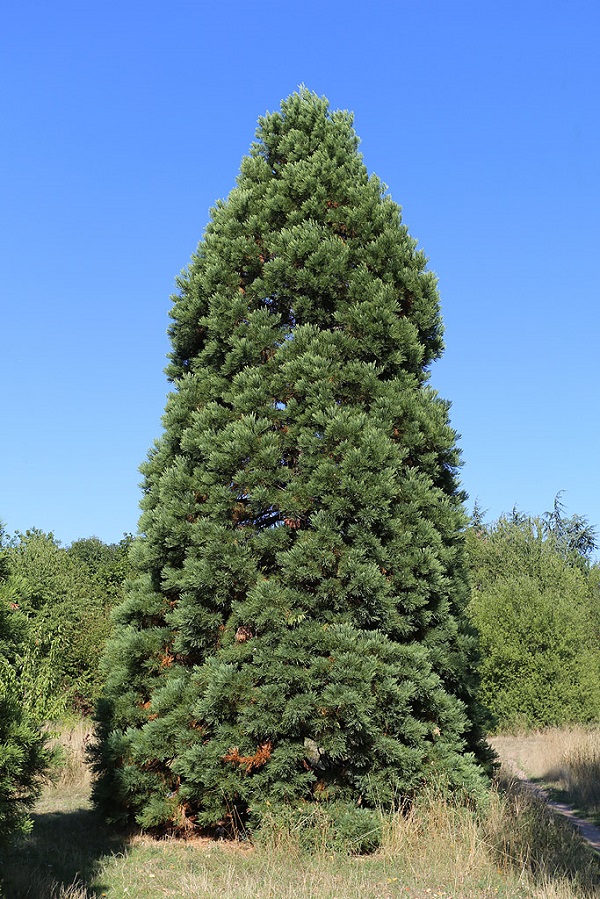 Séquoia géant à Paris