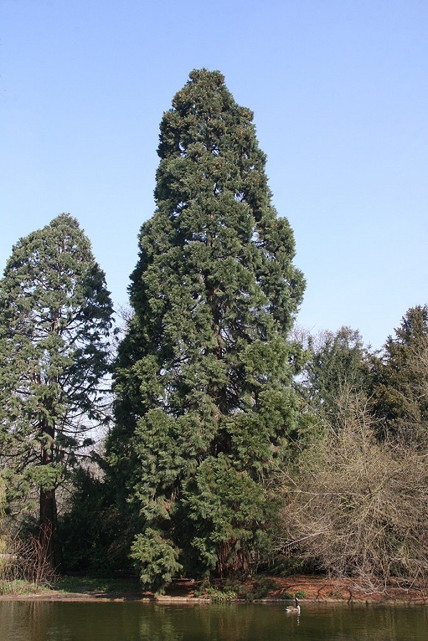 Séquoias géants à Paris