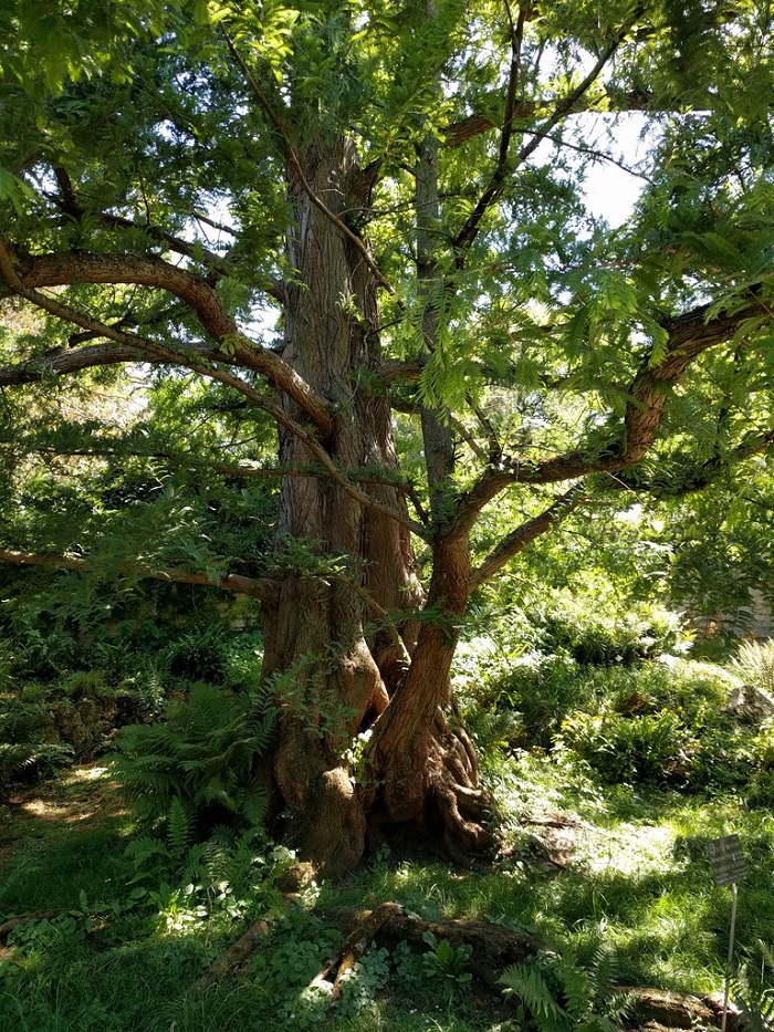 Métasequoia