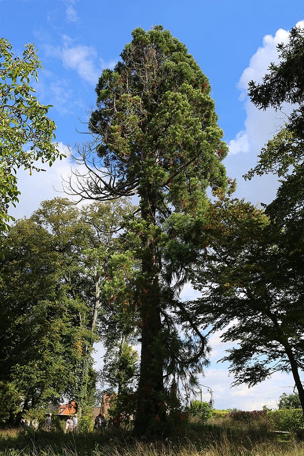 Séquoia géant à Pomponne