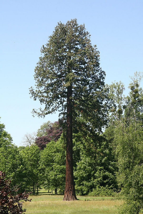 Séquoia géant à rambouillet
