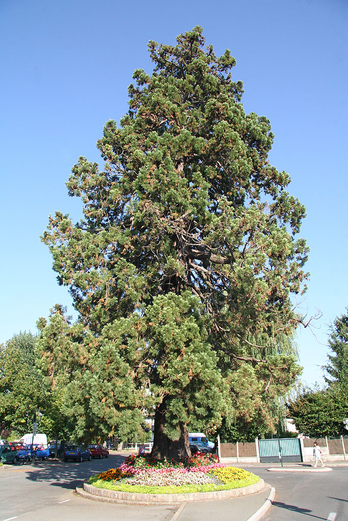 Séquoia géant à Rambouillet