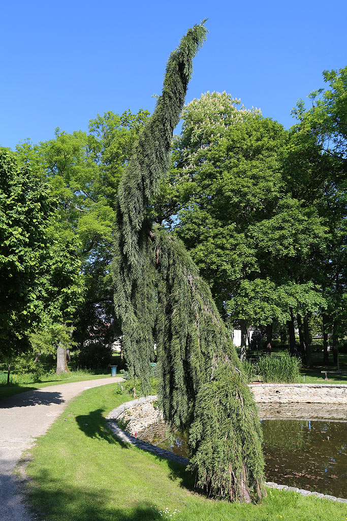 Séquoia pendulum à Roissy-en-Brie