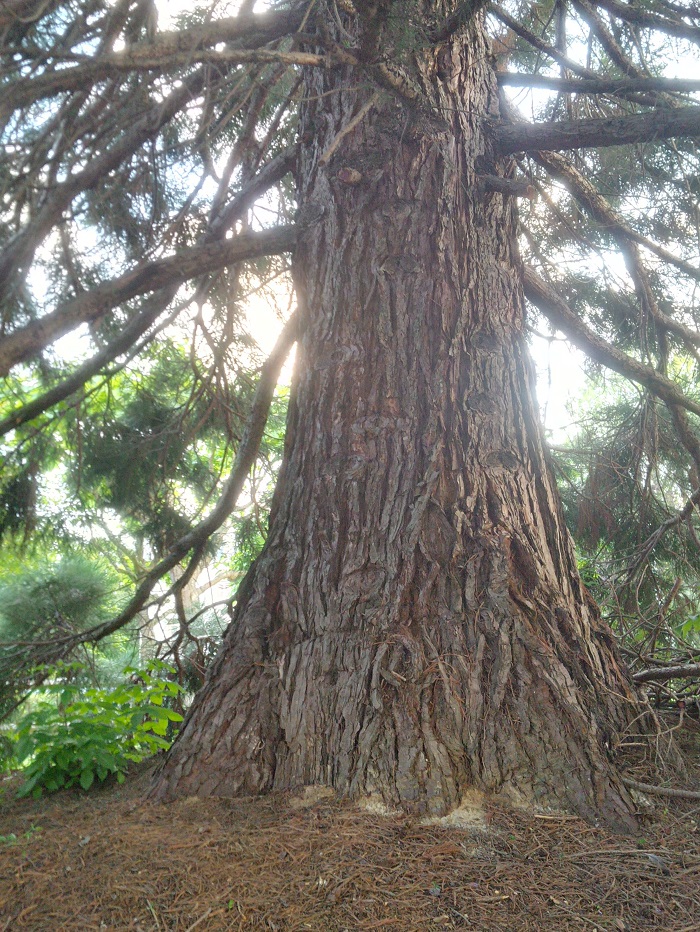 Séquoia géant à Rueil-Malmaison