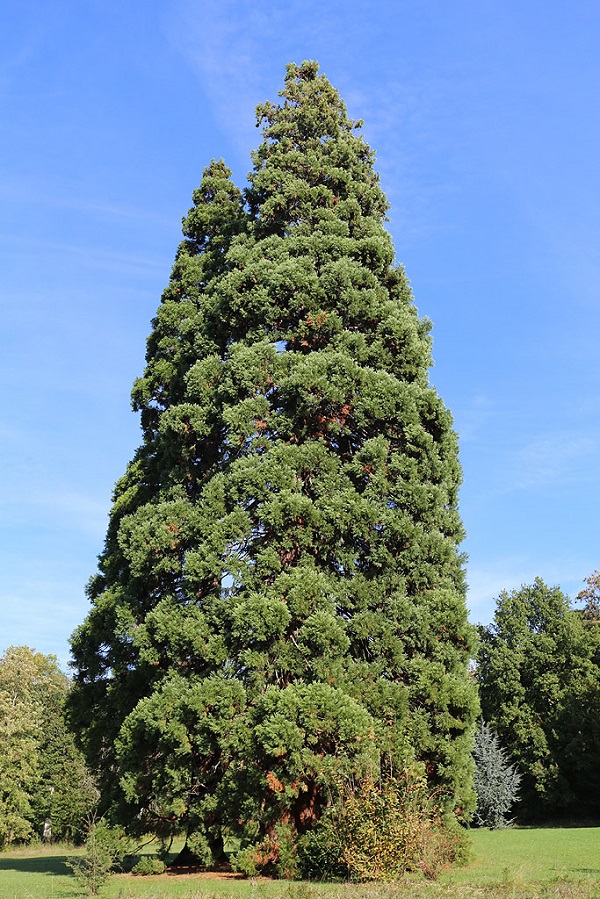 Séquoias géants dans le parc du Grand Veneur à Soisy sur Seine