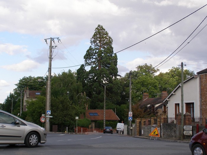 Séquoia géant à St Chéron