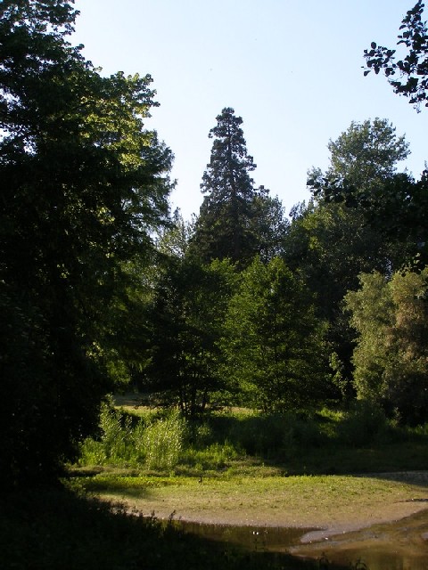 Séquoia géant au Château de Vaugrigneuse