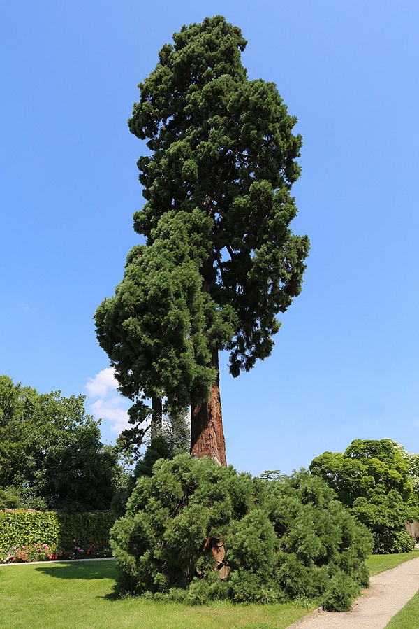 Séquoia géant  Versailles