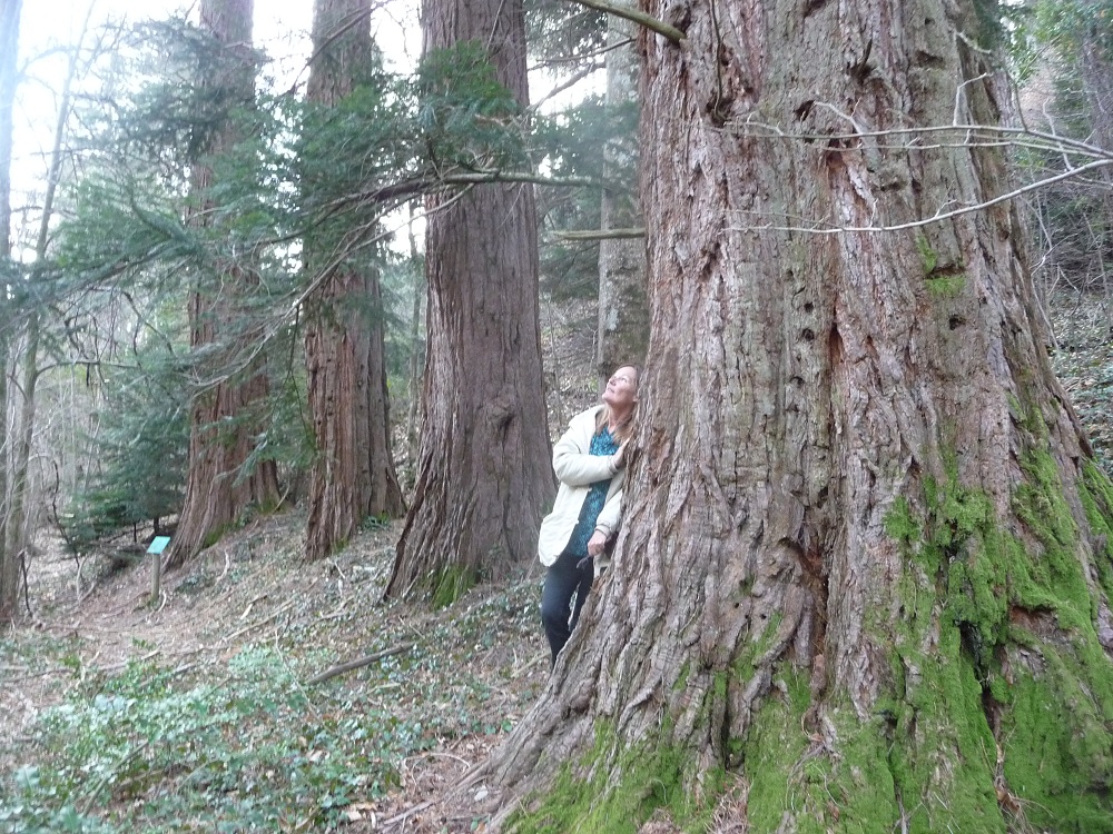 Séquoias géants à Alzon