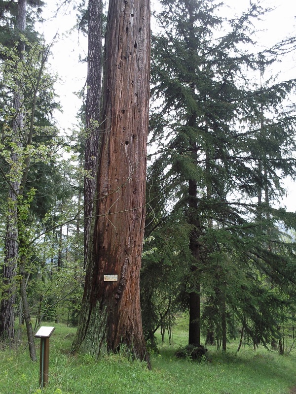 Séquoia géant à Arques