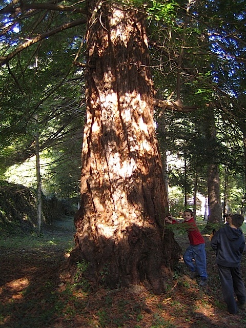 Séquoia géant à Gorniès