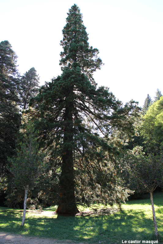 Séquoia géant à Meyrueis