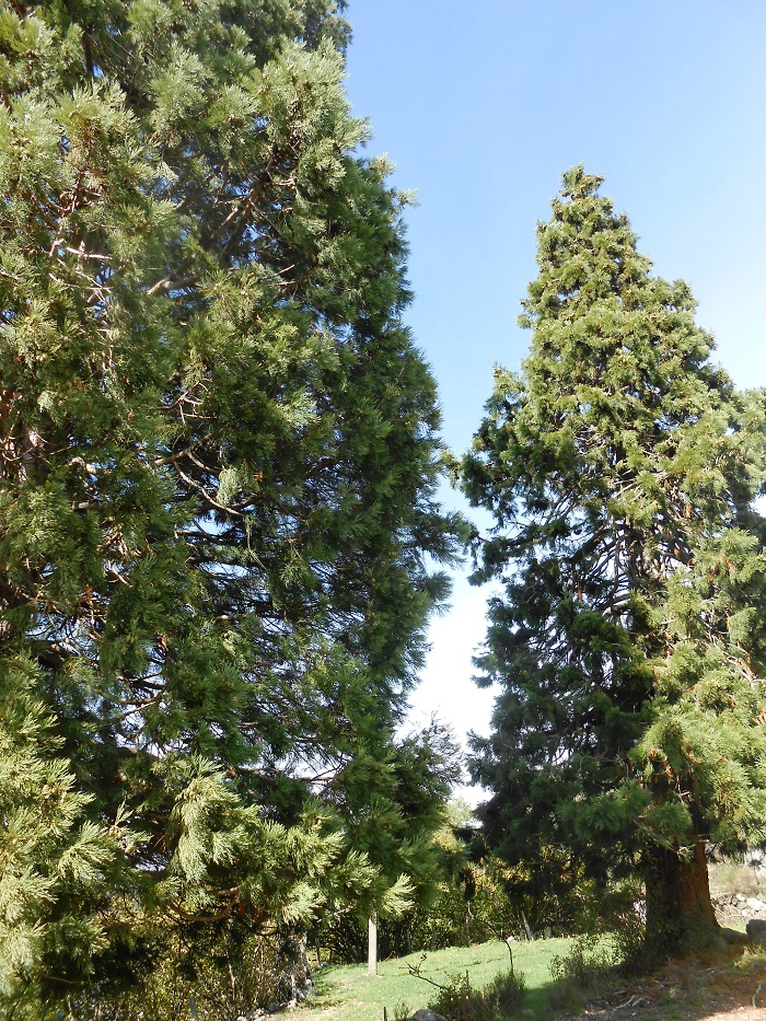 Séquoia géant à St Laurent de Muret