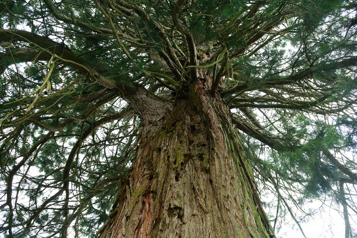 Séquoia géant à Benevent l'Abbaye