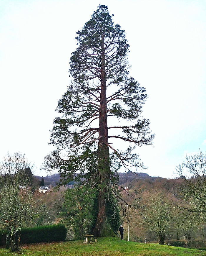 Séquoia géant à Eymoutiers