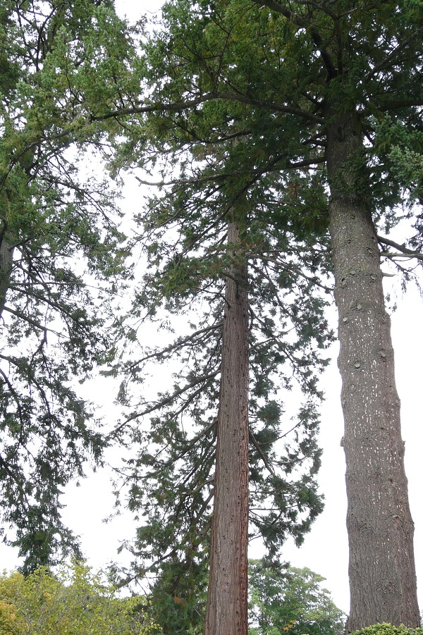 Séquoia géant à La Villeneuve