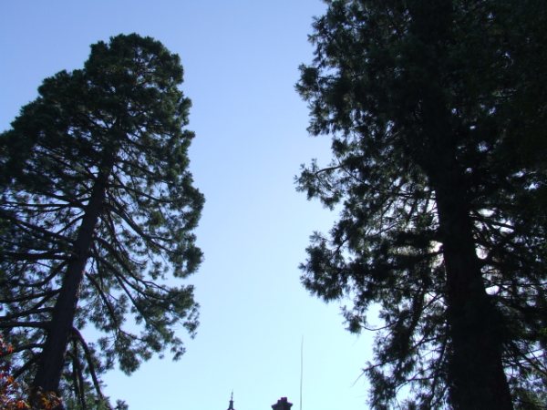 Deux séquoias jumeaux