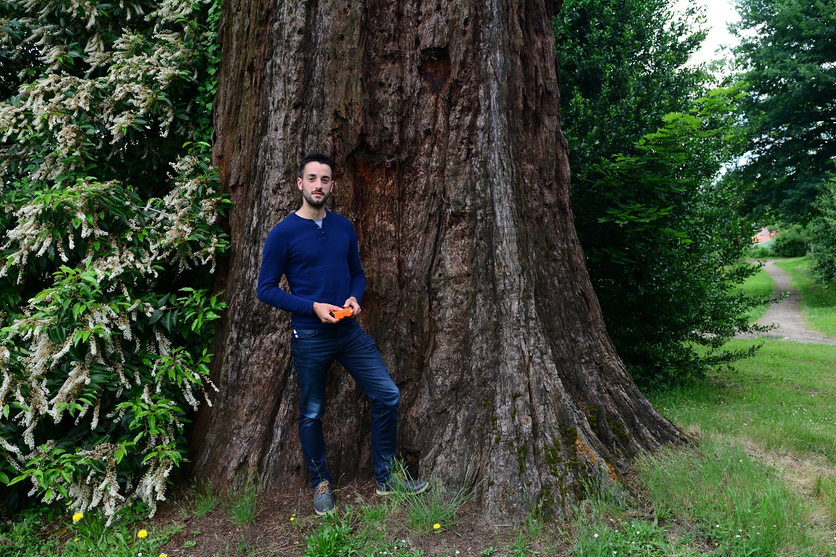 Séquoia géant à Limoges