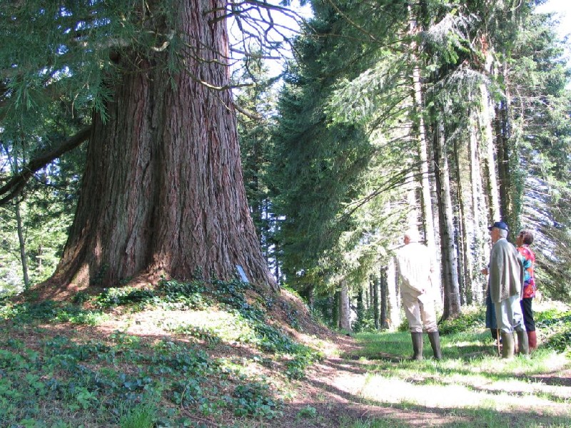 Séquoia géant au parc agricole et paysager de Neuvic d'Ussel