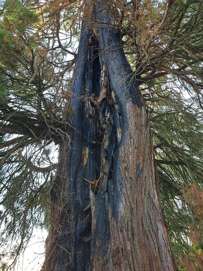 Séquoias géants à Oradour-sur-Vayres