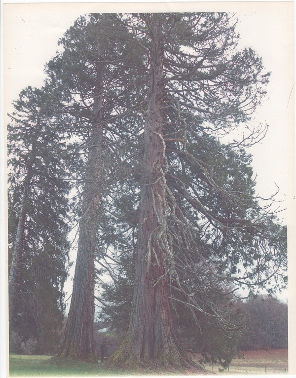 Séquoias géants à St Privat