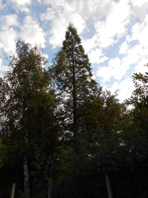 Séquoia géant à Guécélard