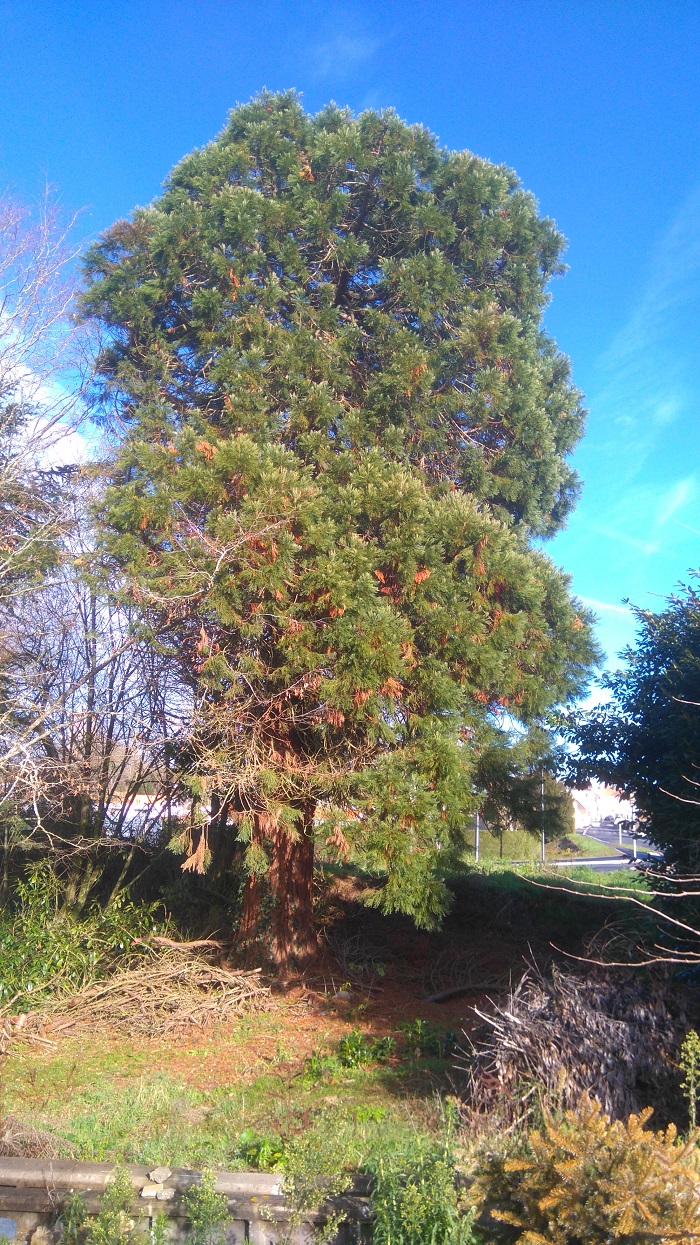 Séquoia géant