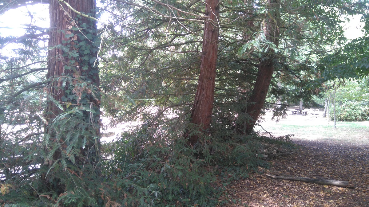 séquoias sempervirens