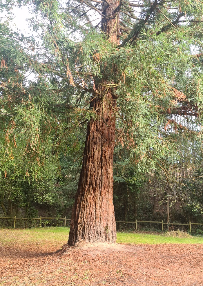 Séquoia