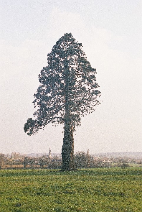 Séquoia géant à Ste Christine