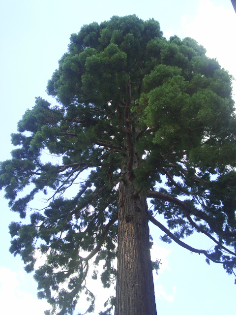 Séquoia géant à Vic-sur-Seille © Franz Weitzel