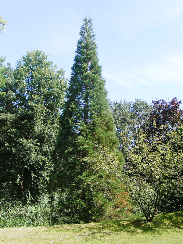 Séquoia géant à Bitche