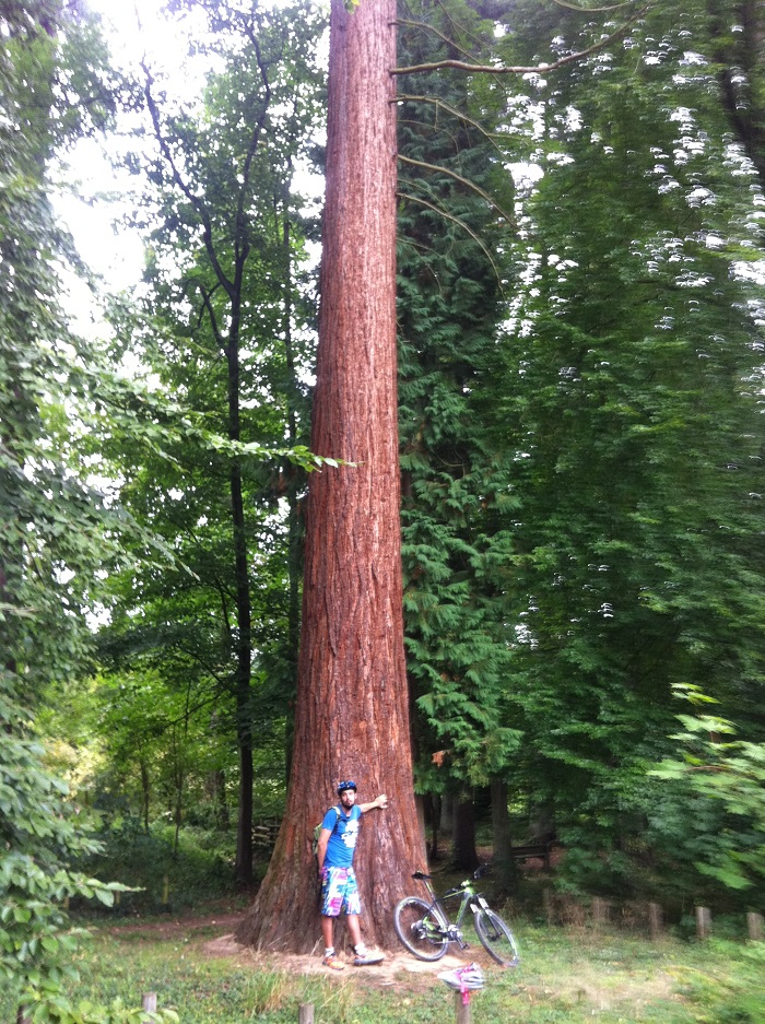 Séquoia géant à Creutzwald