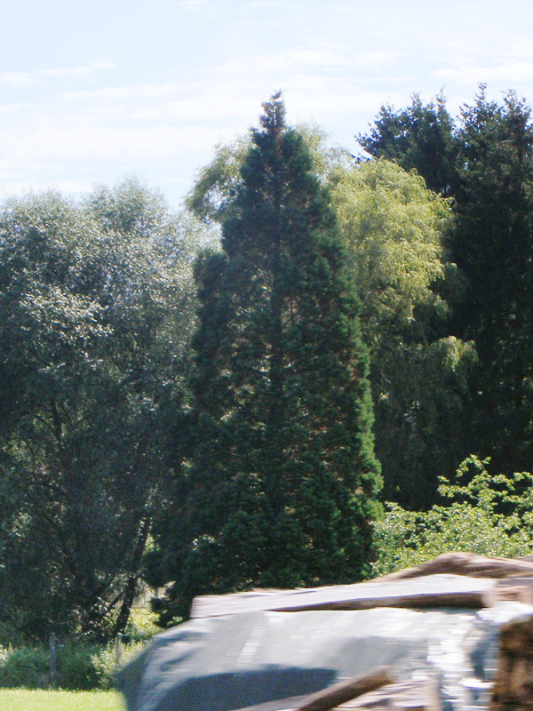 Séquoia géant à Eguelshardt