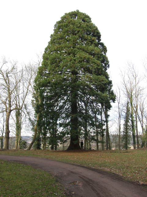Séquoia géant à Ham sous varsberg