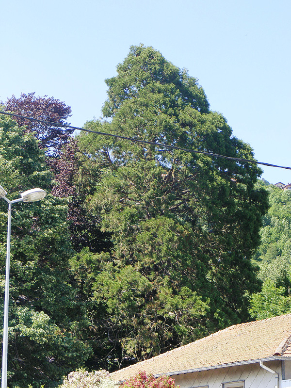 Séquoia géant à La Bresse