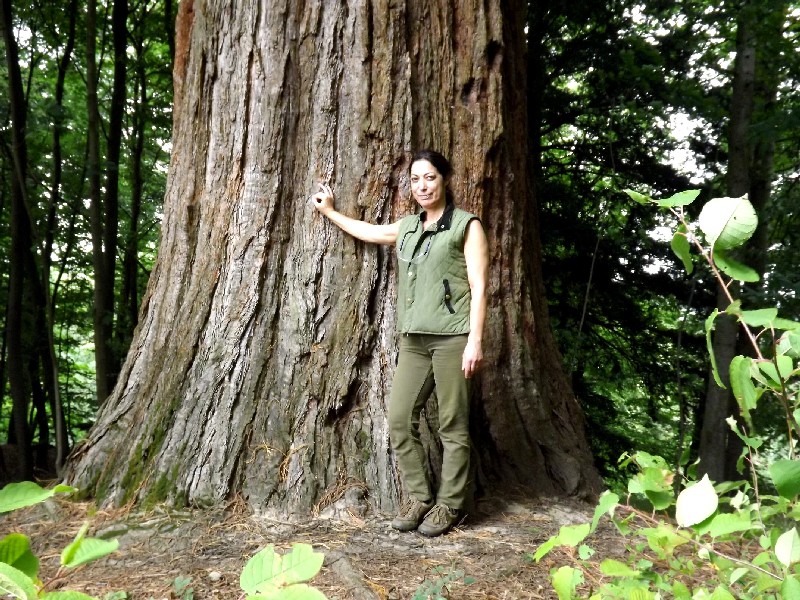 Séquoia géant de 6m80 de circonférence