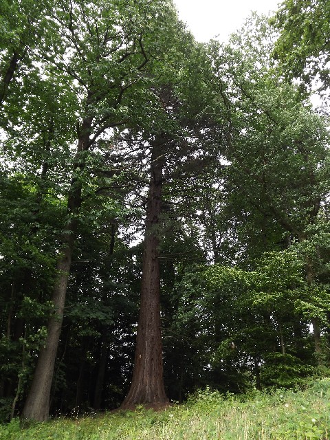 Séquoia géant dans le parc du Château de Landonvillers