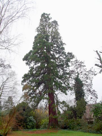 Séquoia géant, Longeville © Michel Le Floch