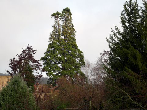 Séquoia géant à Longeville-lès-Metz © Michel Le Floch