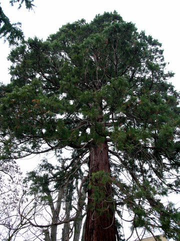 Cîme du séquoia géant de Longeville © Michel Le Floch