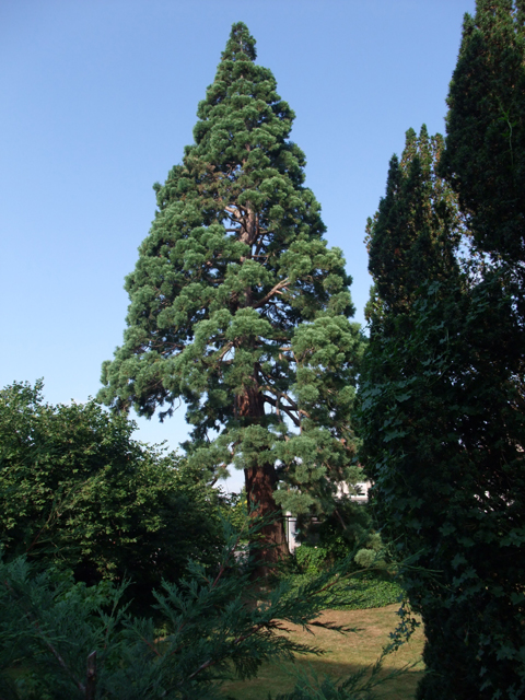 Séquoia géant à Longeville les Metz