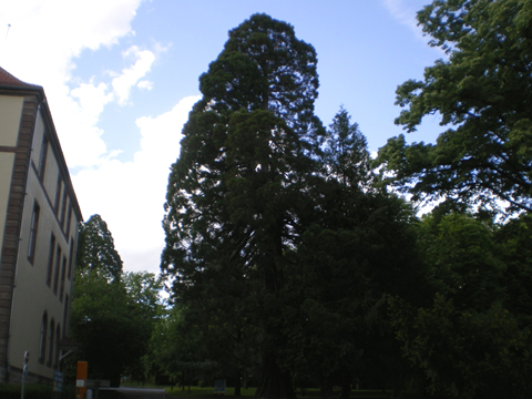 Séquoia géant près de la porte de l'hôpital