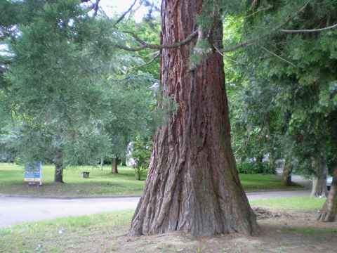 Tronc de séquoia géant (5m34)